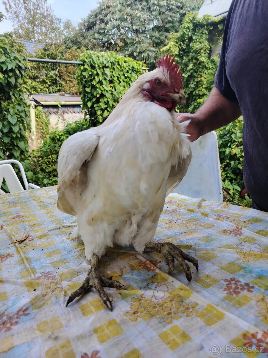 Prodám kohouta - 2
