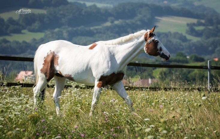 Prodám APH kobylu - 2