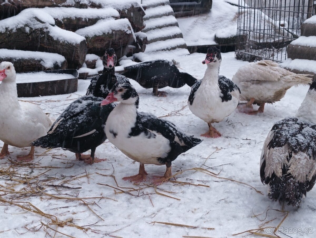 Kachna pižmová - 2