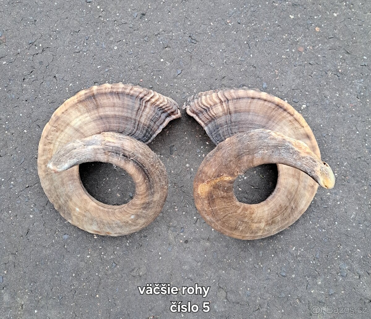 Trofeje, kravské rohy 25-70cm - 2