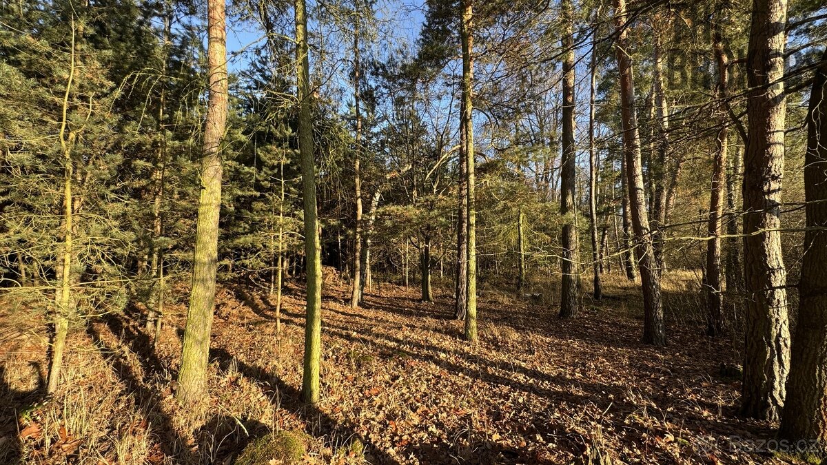 Prodej lesa, 8 225 m², Lány na Důlku, Pardubice - 2