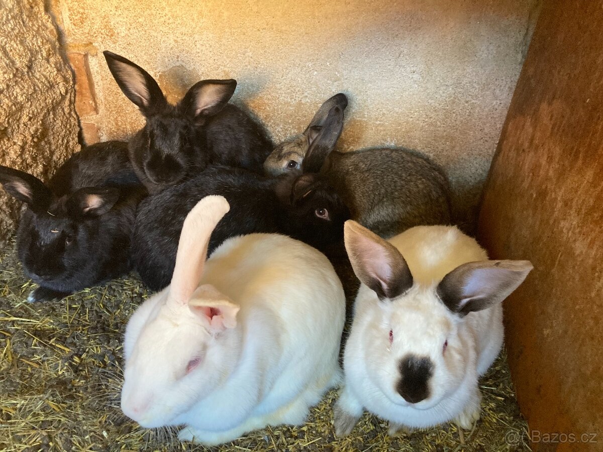 Prodám samce a samice králíka - 2