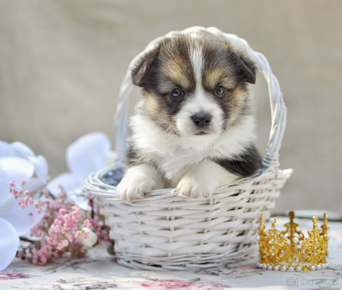 Welsh Corgi Pembroke s PP - 2