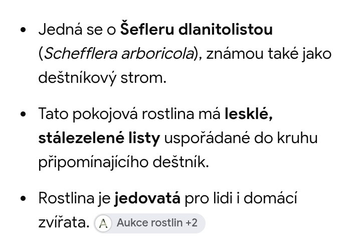 Šeflera dlanitolista - 2