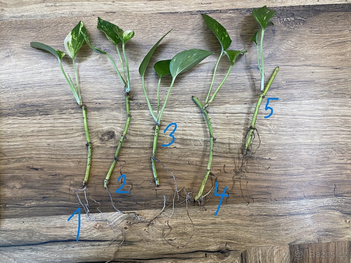 Epipremnum aureum (pothos) - zakořeněné řízky - 2