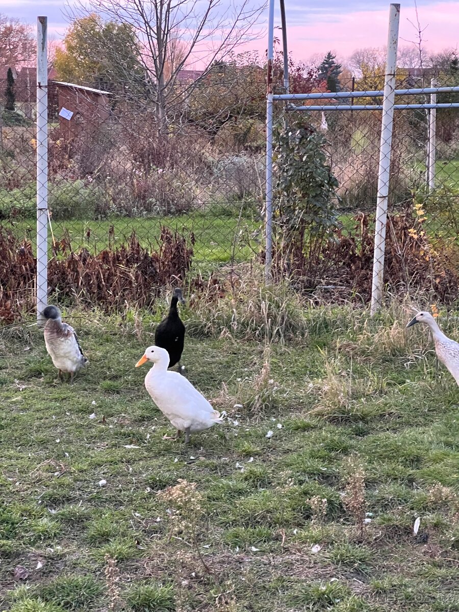 Pár indický běžec - 2