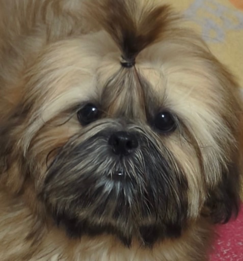 Štěňata Shih Tzu, FCI - 2