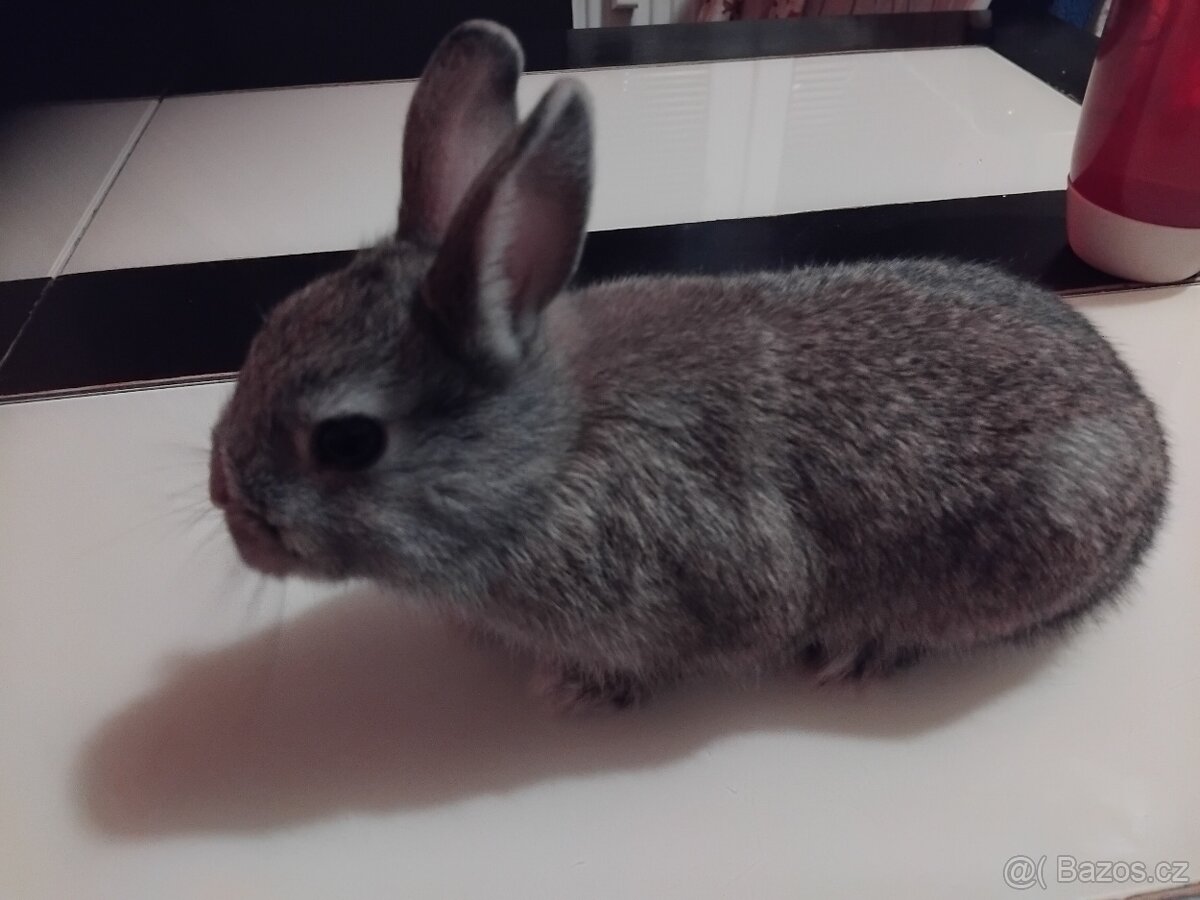 Zakrslý králík - 2