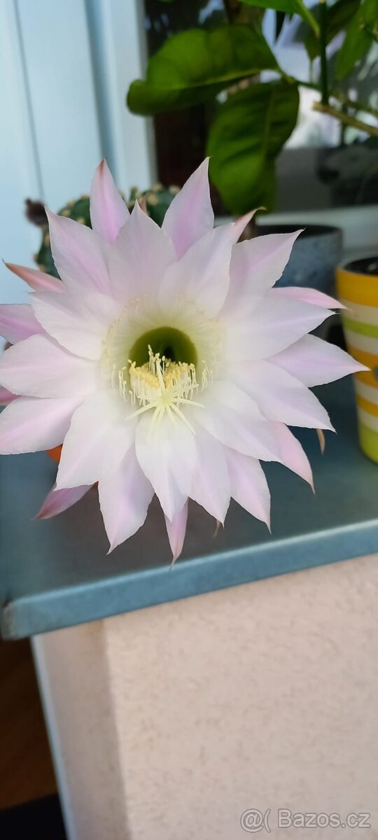 Kaktus Echinopsis - 2