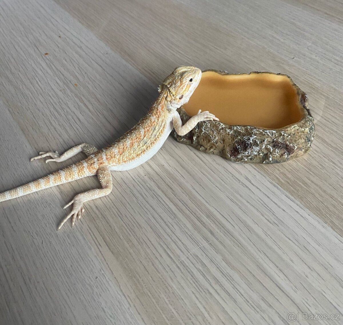 Agama vousatá mládě - 2