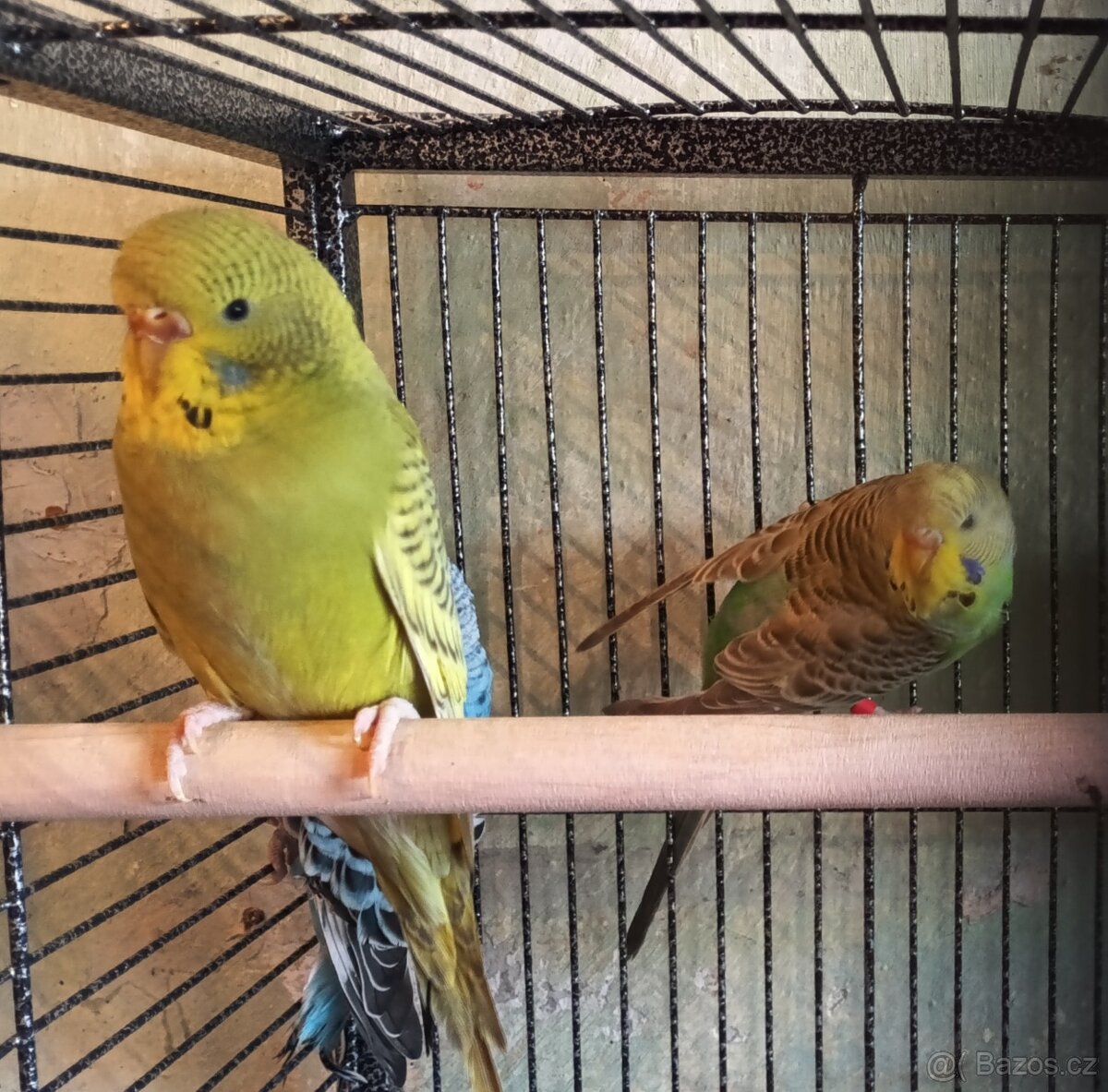 Andulka vlnkovaná - 2