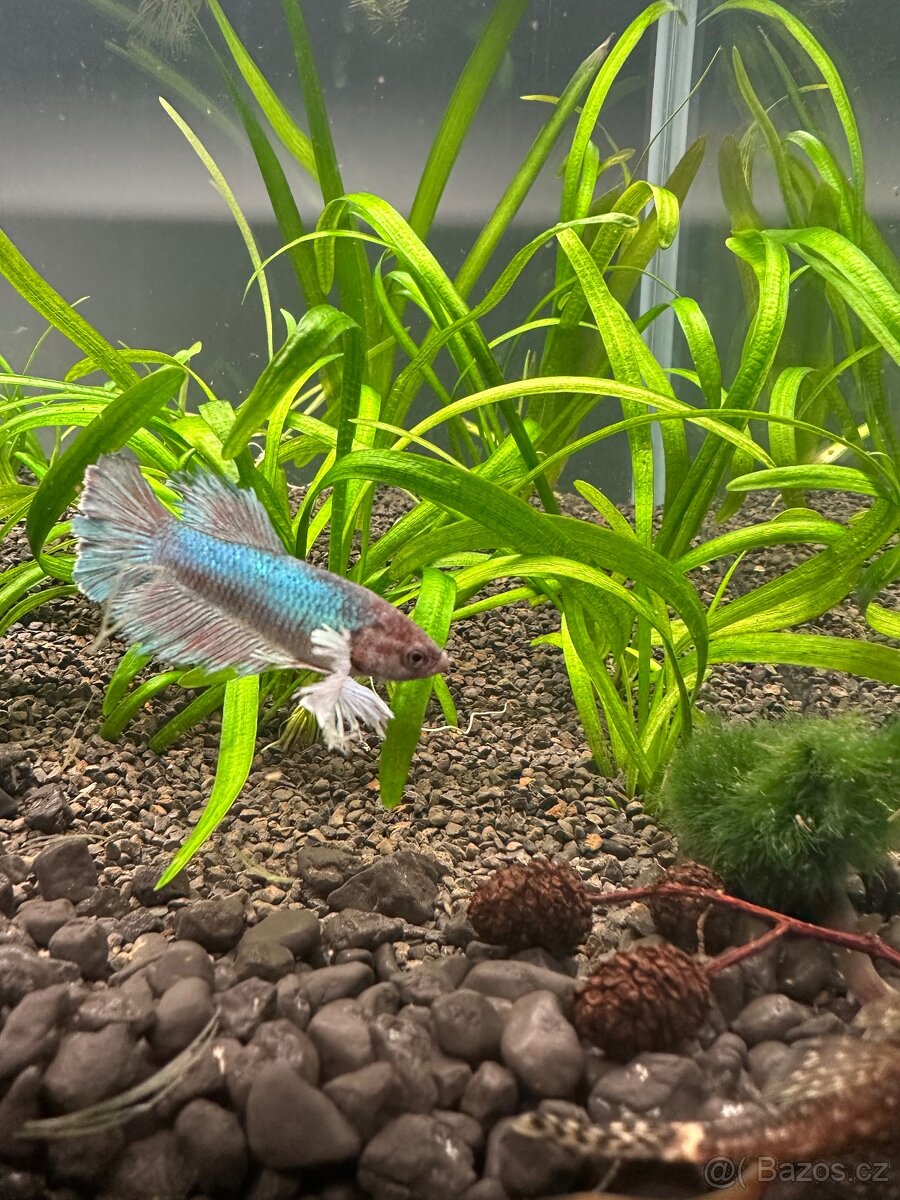 Akavrium s ryby - 2