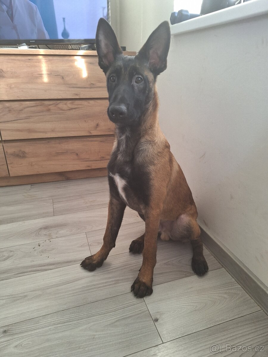 Štěně Malinois - 2