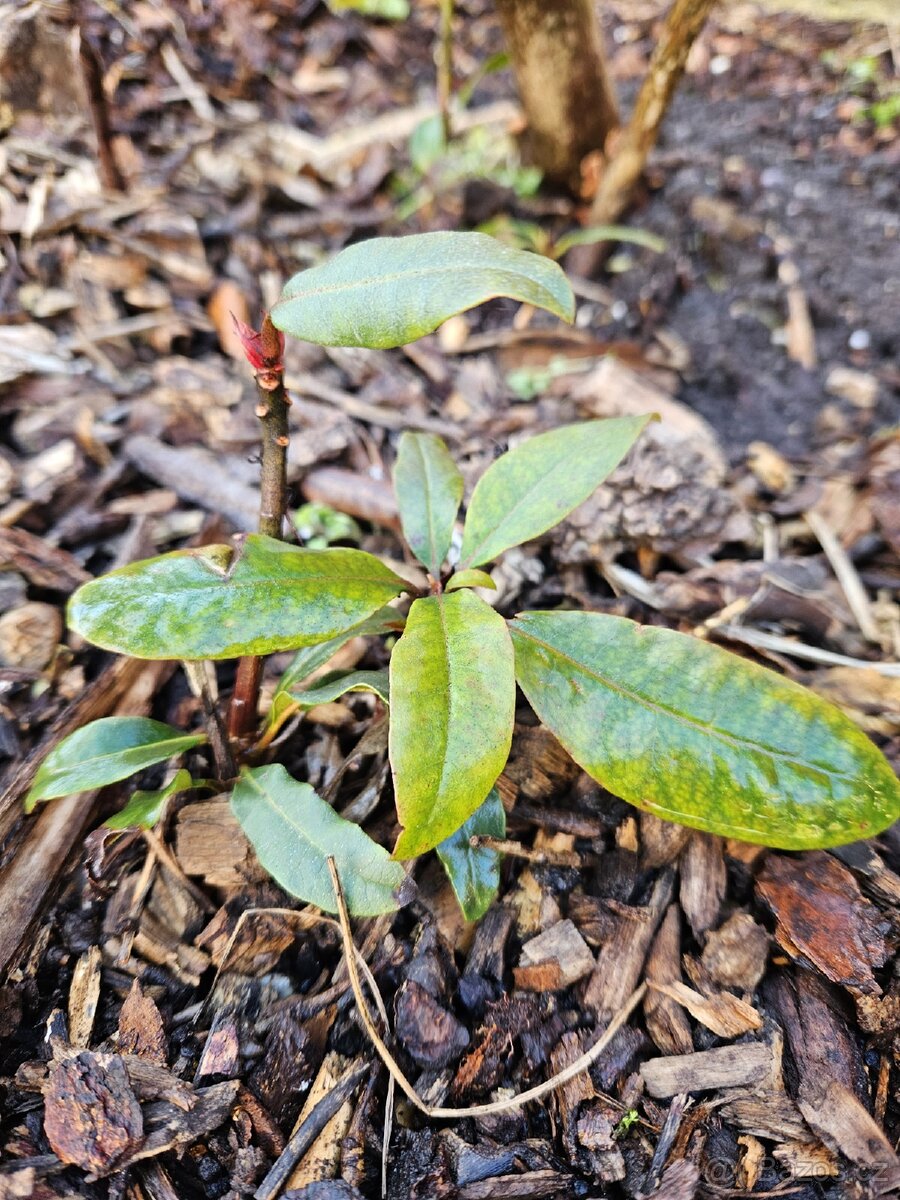 Rododendron fialový - 2
