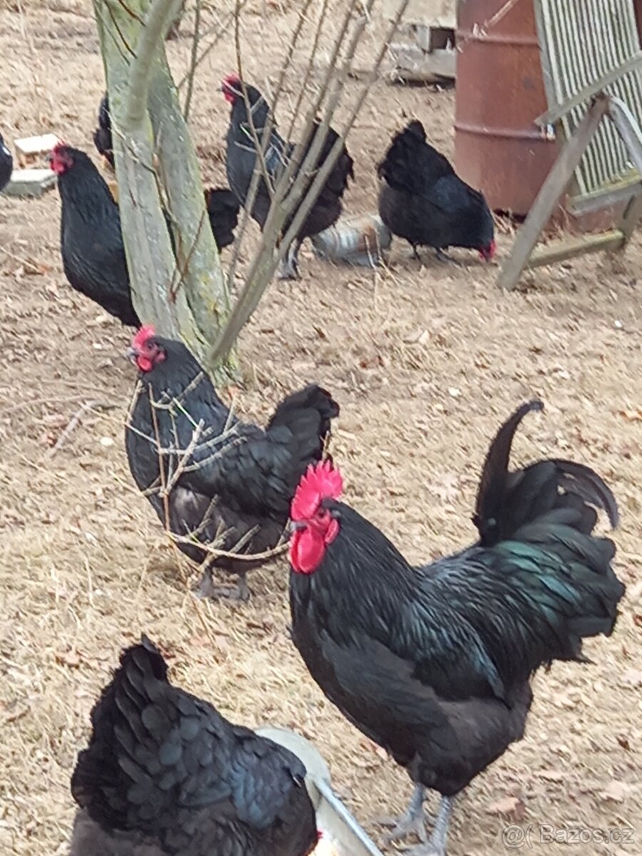 Násadová vejce - Australka velká černá - 2