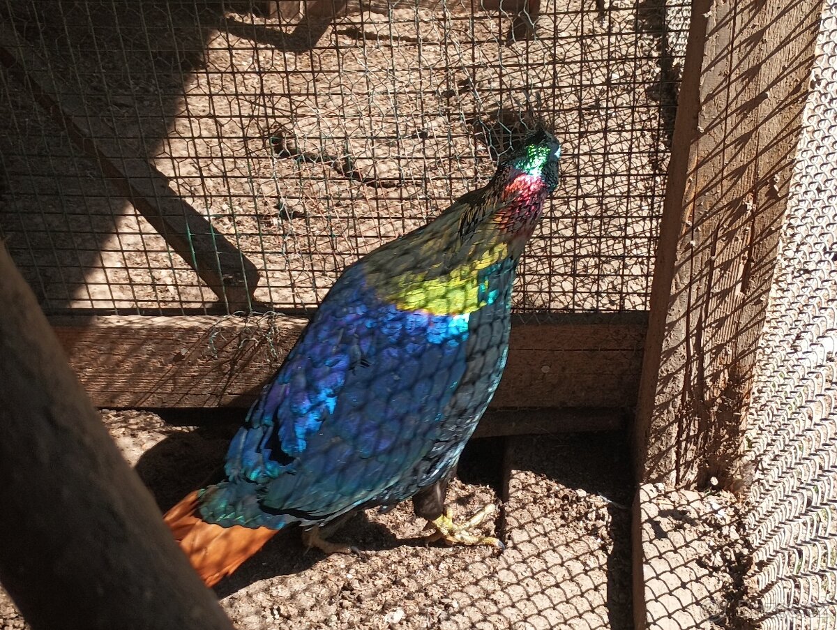 Bažant lesklý - 2