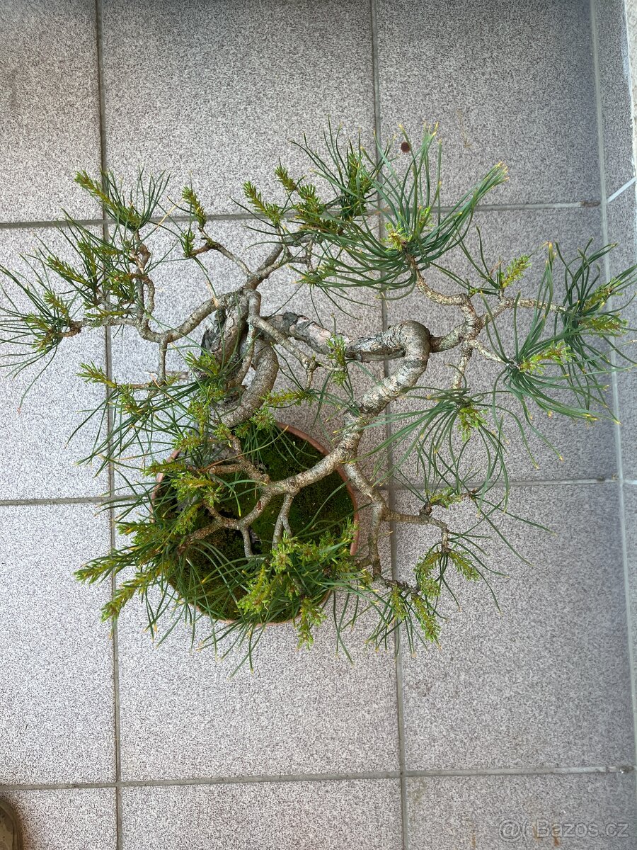 Bonsai, Bonsaj, borovice lesní - 2