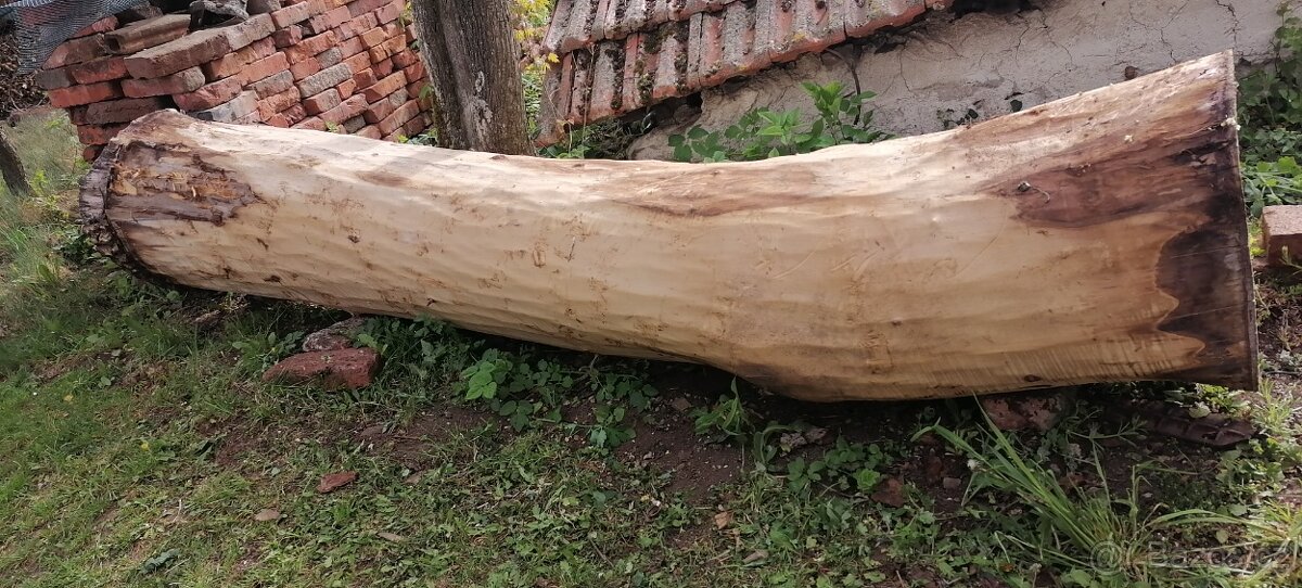 Prodám zdravý kmen orechu - 2