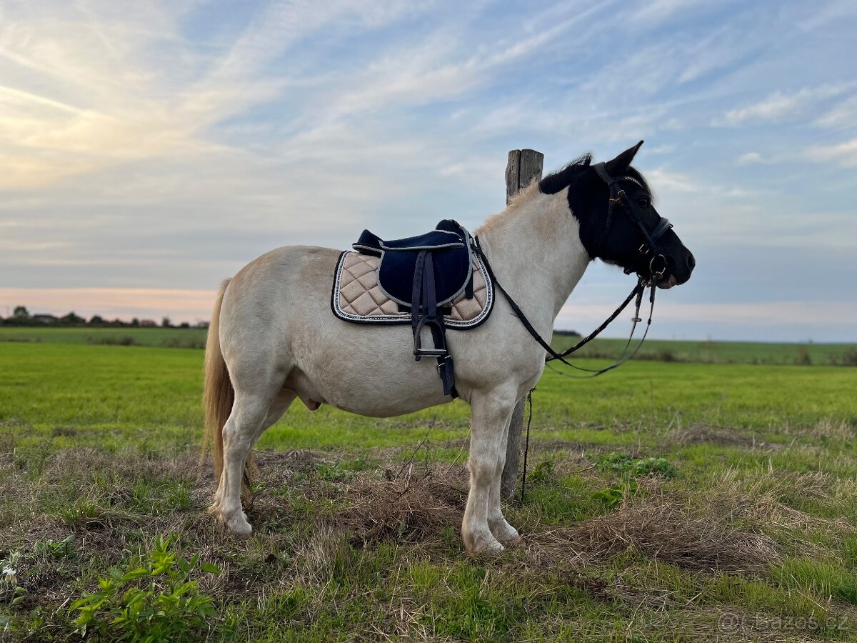 Pony poník valach - 2