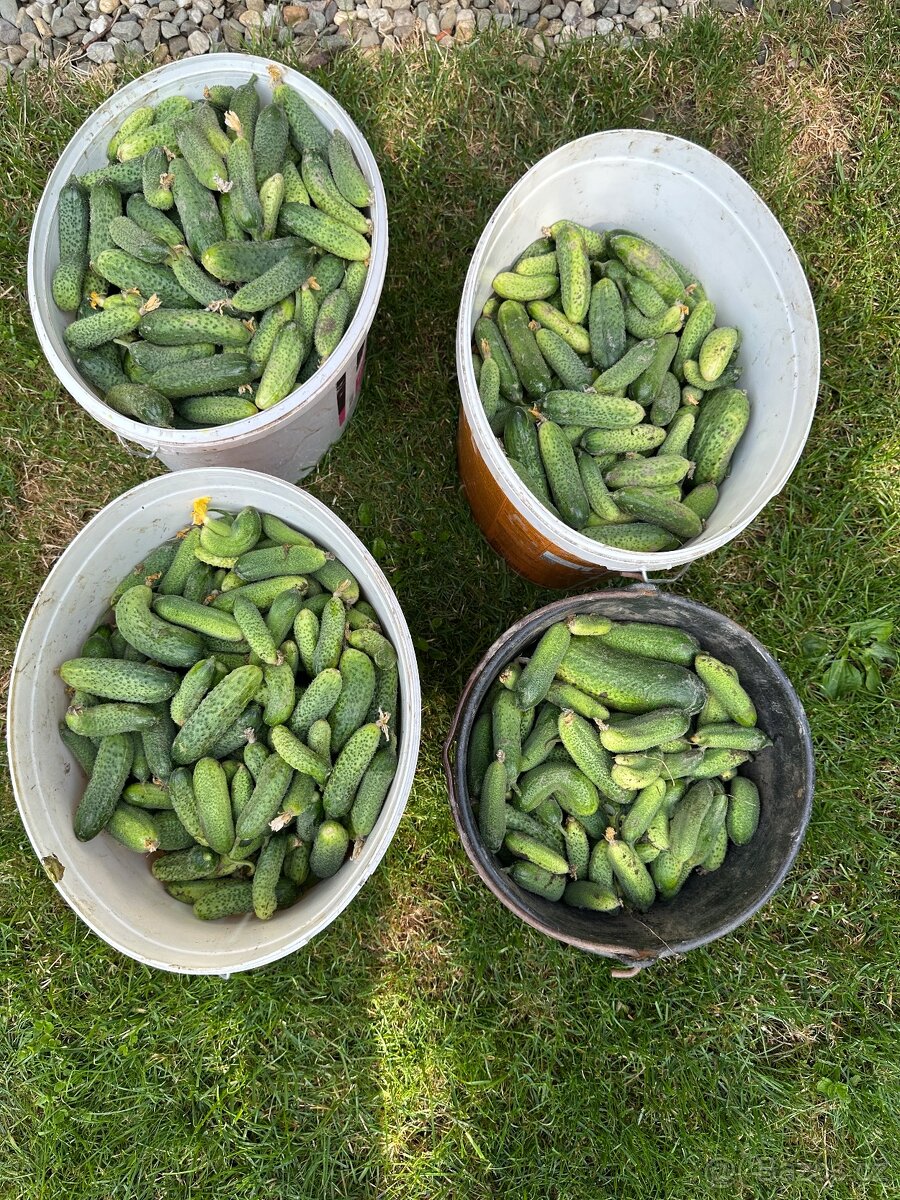 Okurky nakladačky - 2