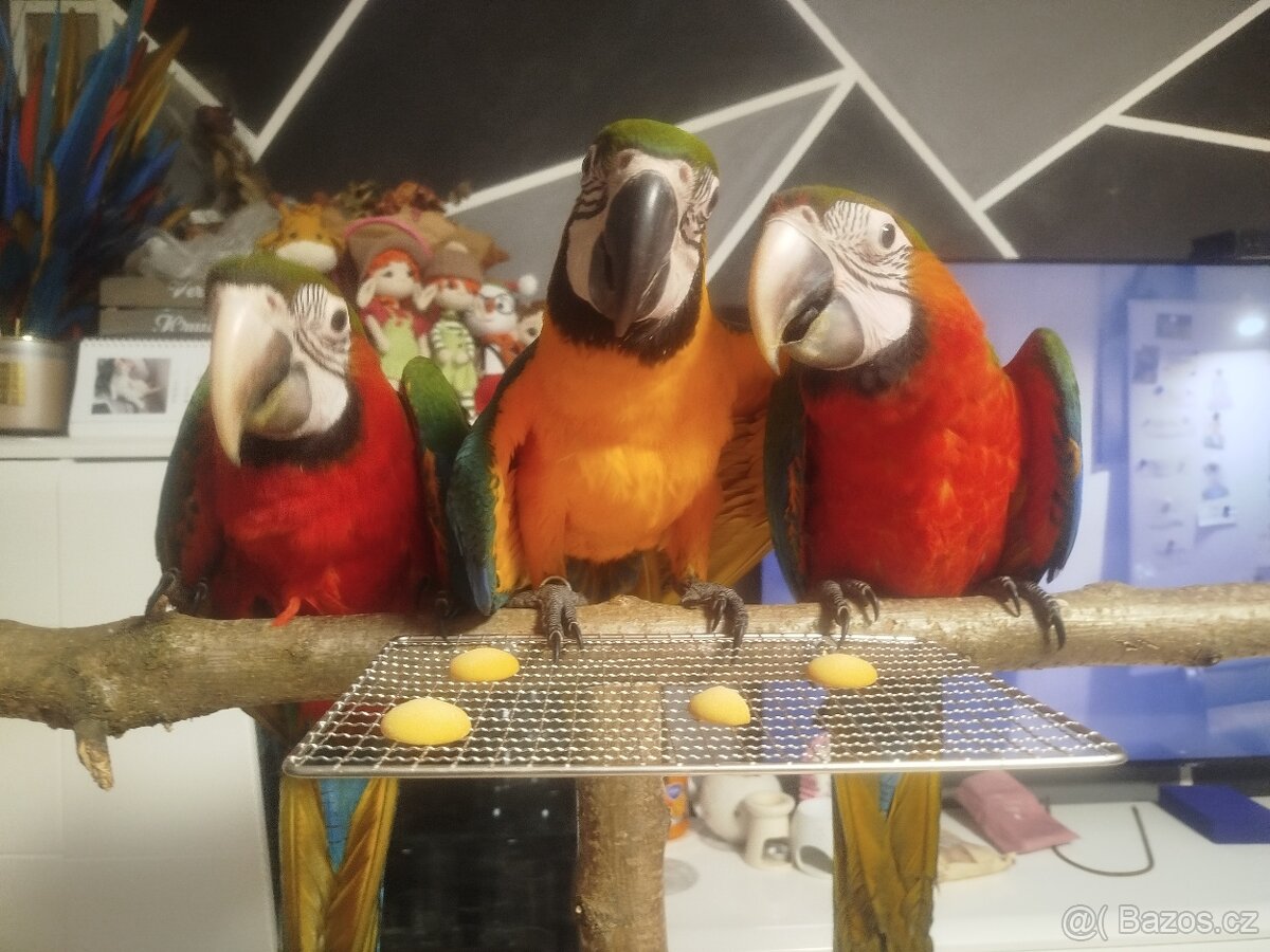 Ara ararauna a harlekyn - 2