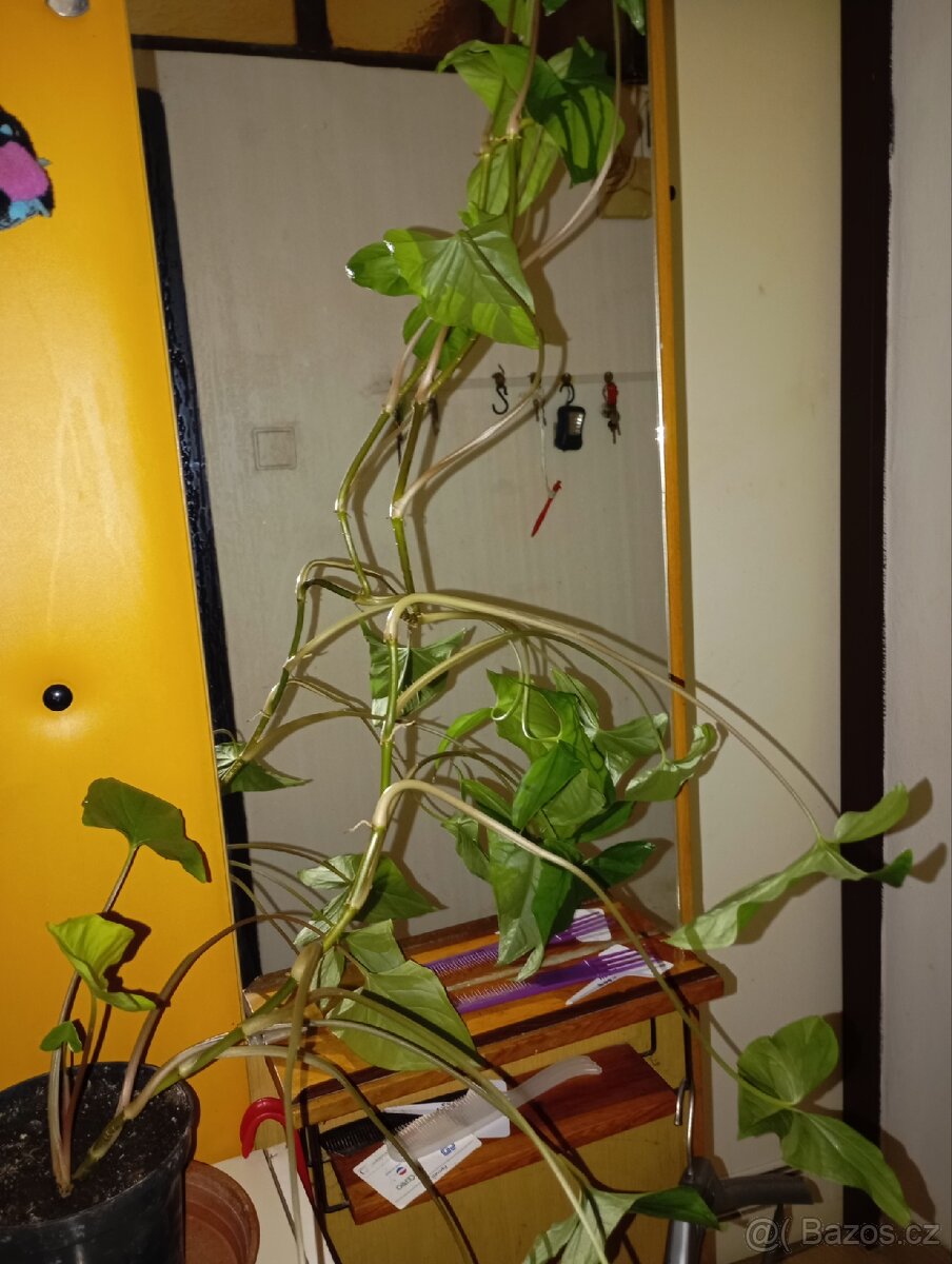 Sygnonium padophylum - 2