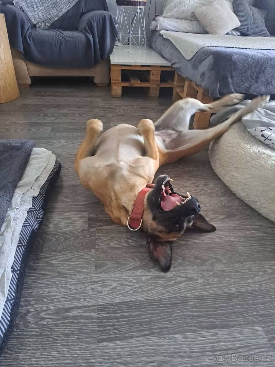 Kříženka Rhodéský Ridgeback - 2