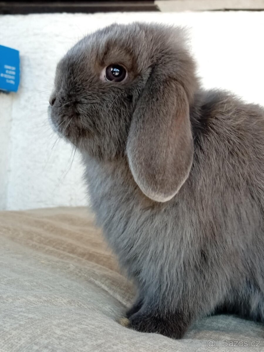 Samička Zakrslý Beránek MiniLop ❤️❤️ - 2