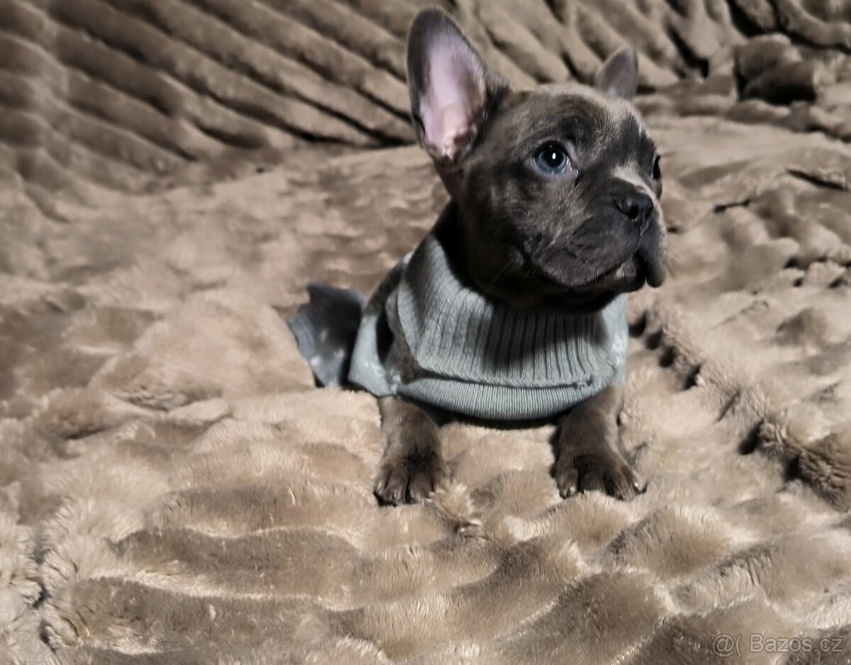 Francouzský Buldoček - 2