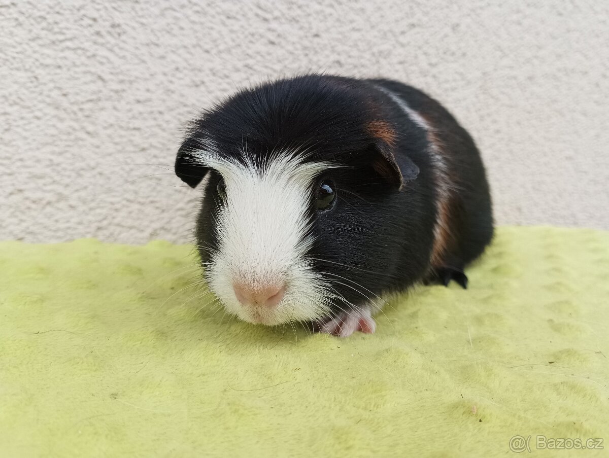 Morče - samec Viking - 2