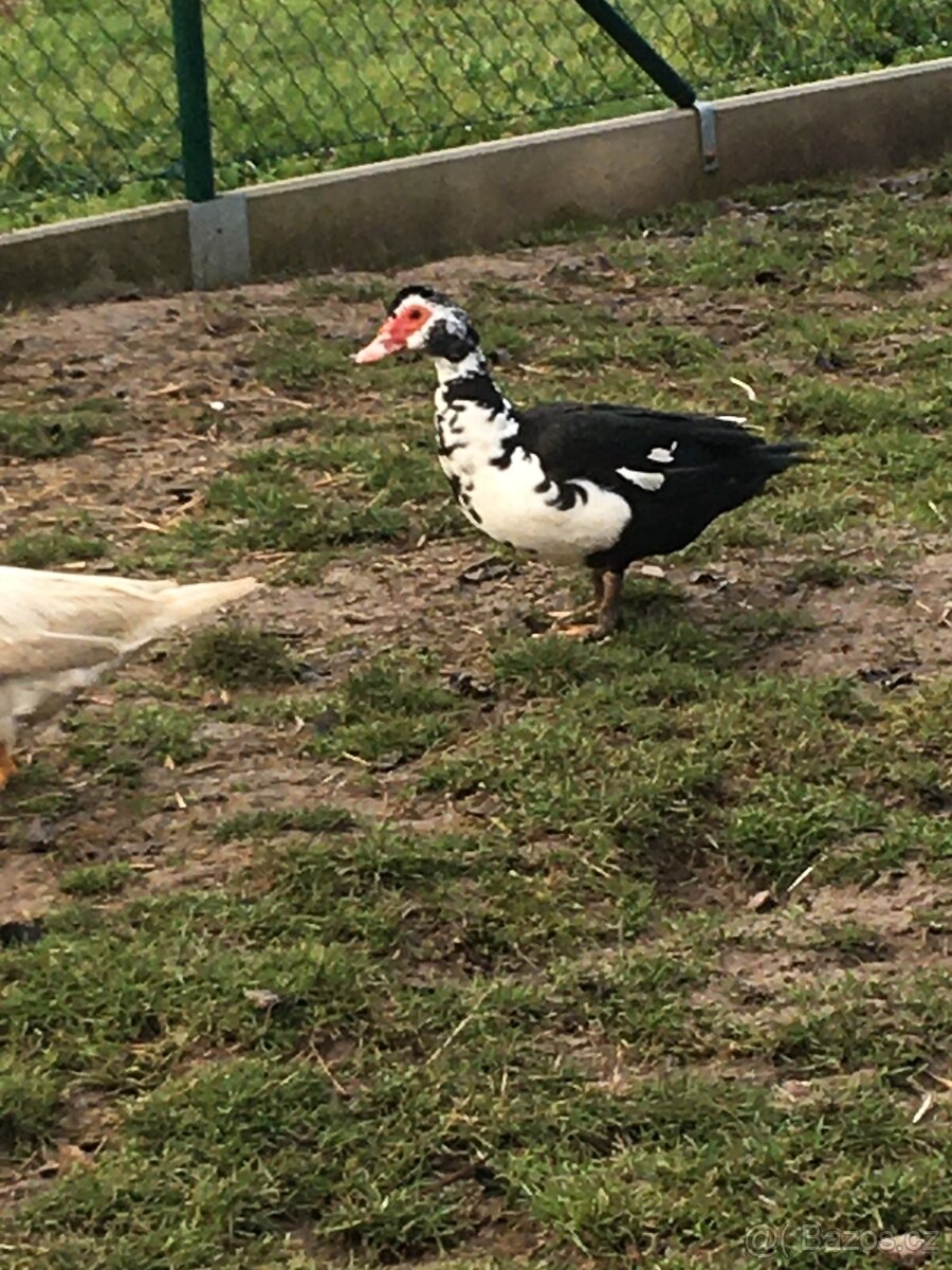 Kachna pižmová - 2