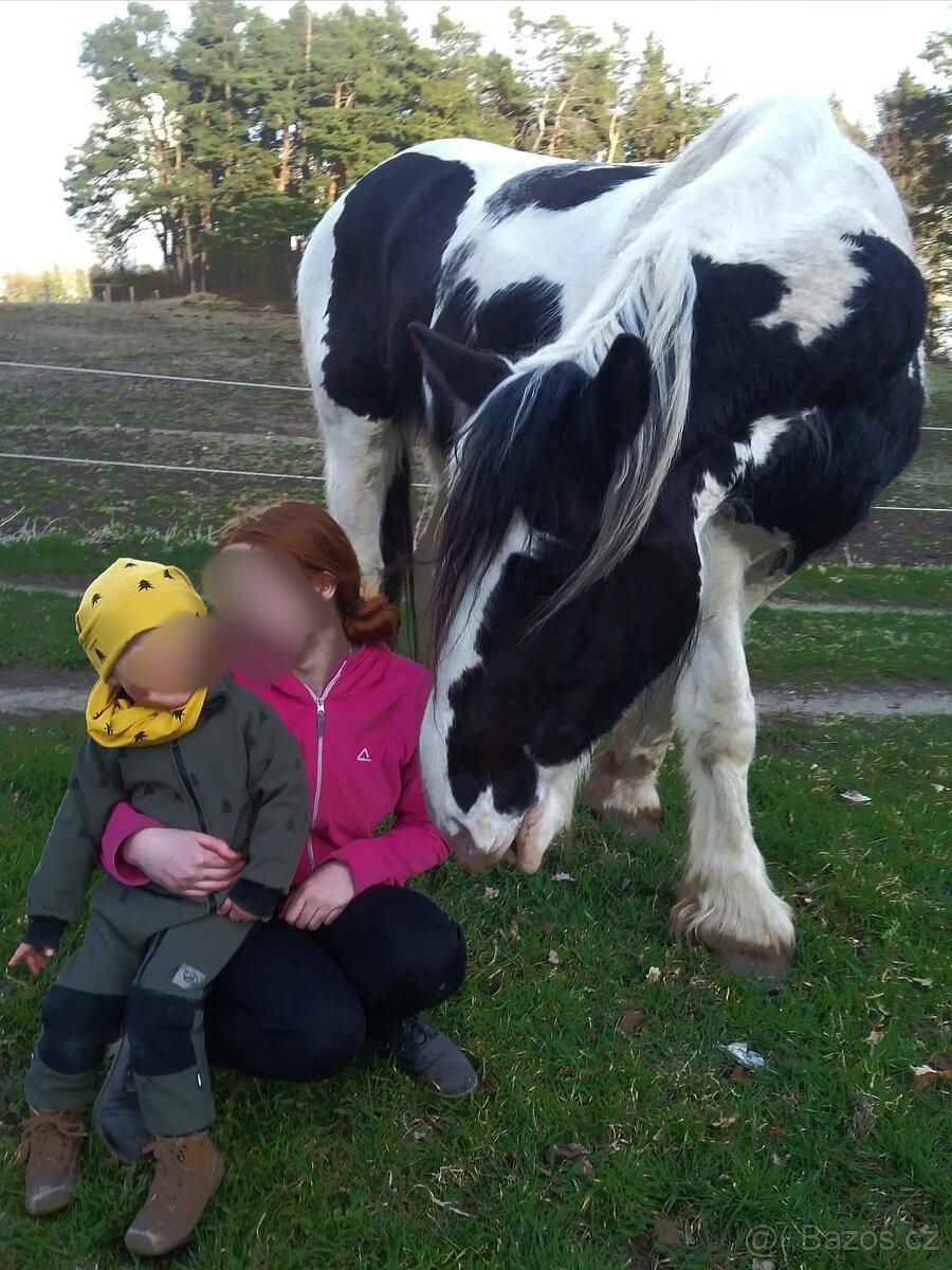 8letá kobyla barokní pinto - 2