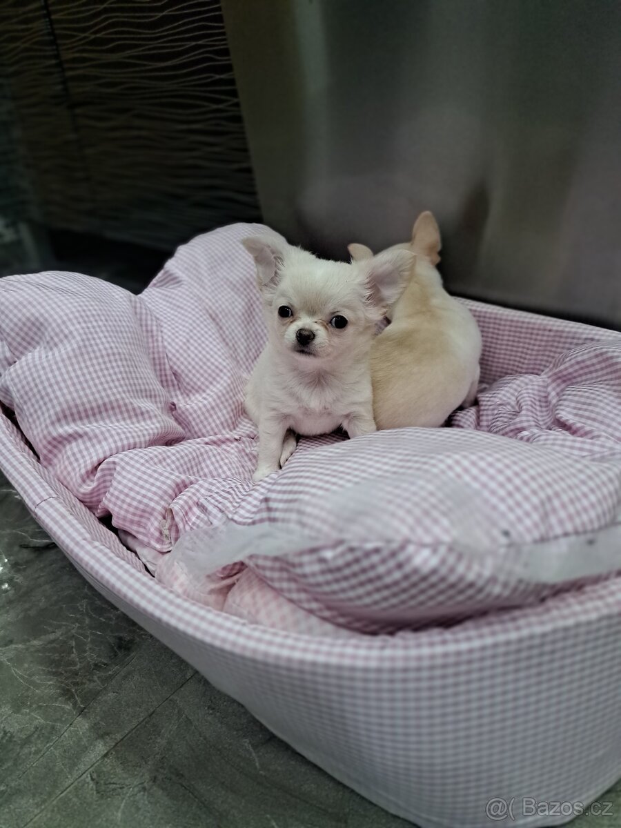 Čivava mini fenečka - 2