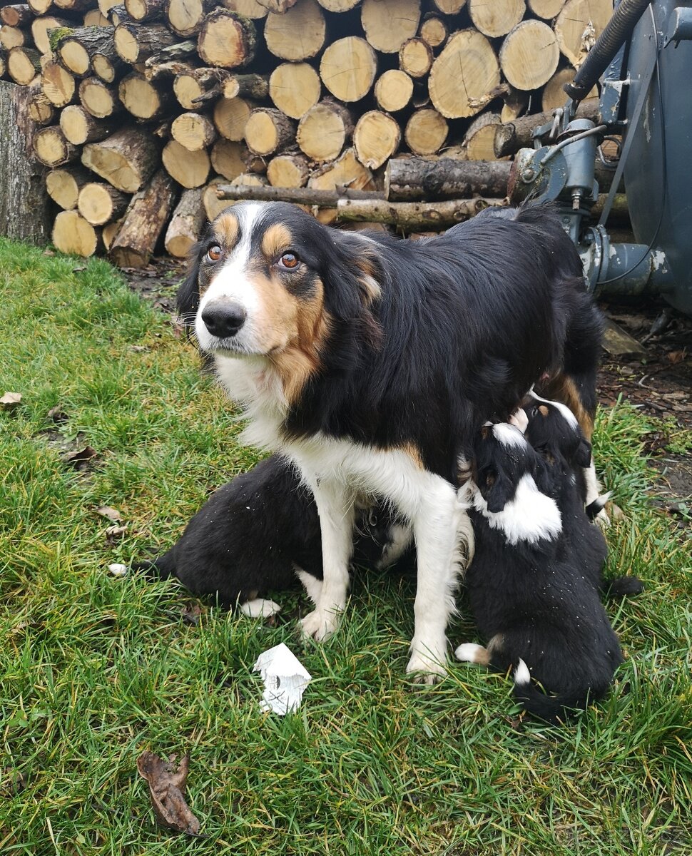 Border kolie - 2
