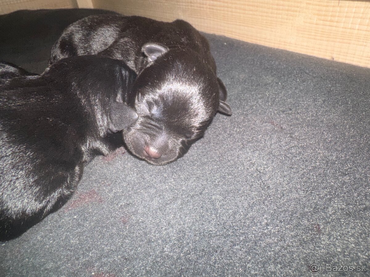 Stafordšírský bulteriér s PP - 2