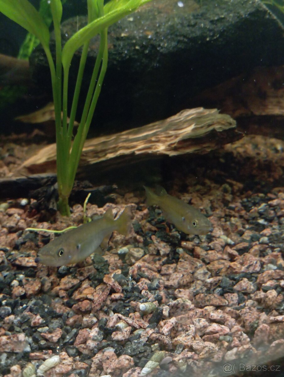 Nomorhamphus celebensis - 2