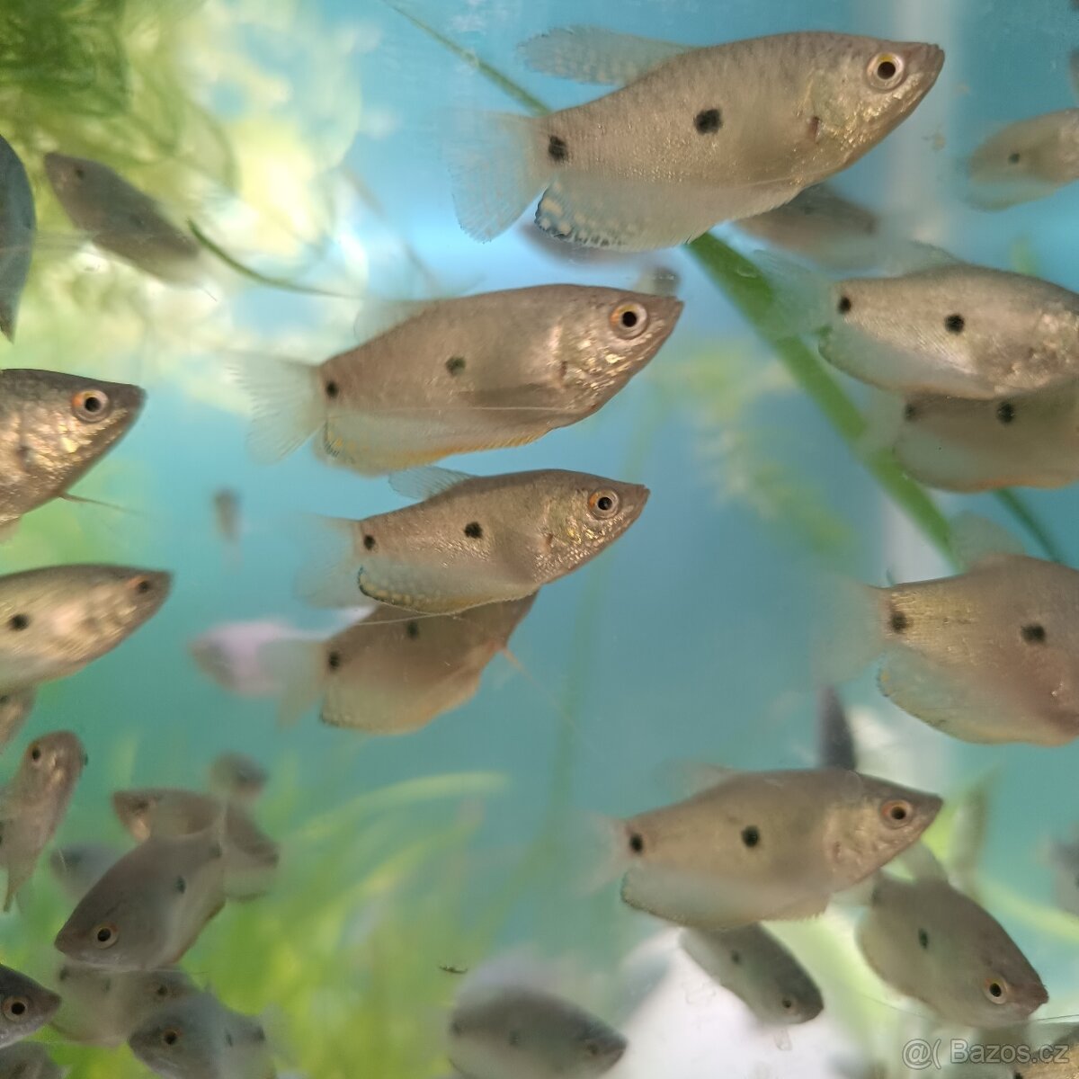 Enderky,cichavce, ancistrusy - 2