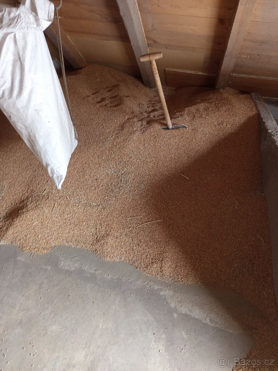 Obilí ječmen a pšenice - 2