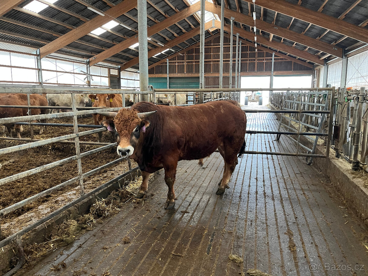 Prodám plemenného býčka Parthenais - 2