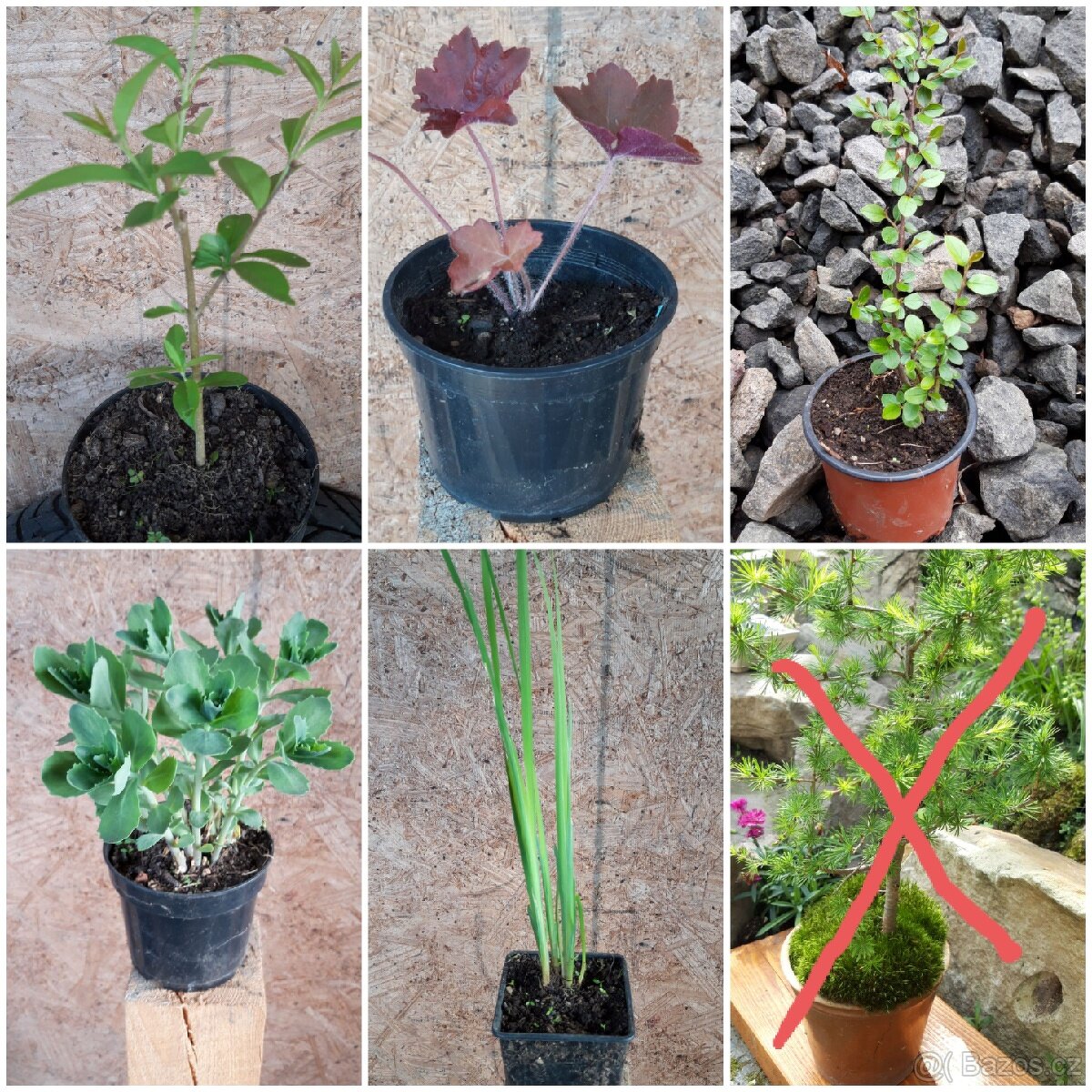 Sazenice různé - 2