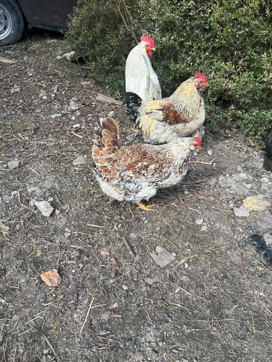 Slepice + kohouti - 2