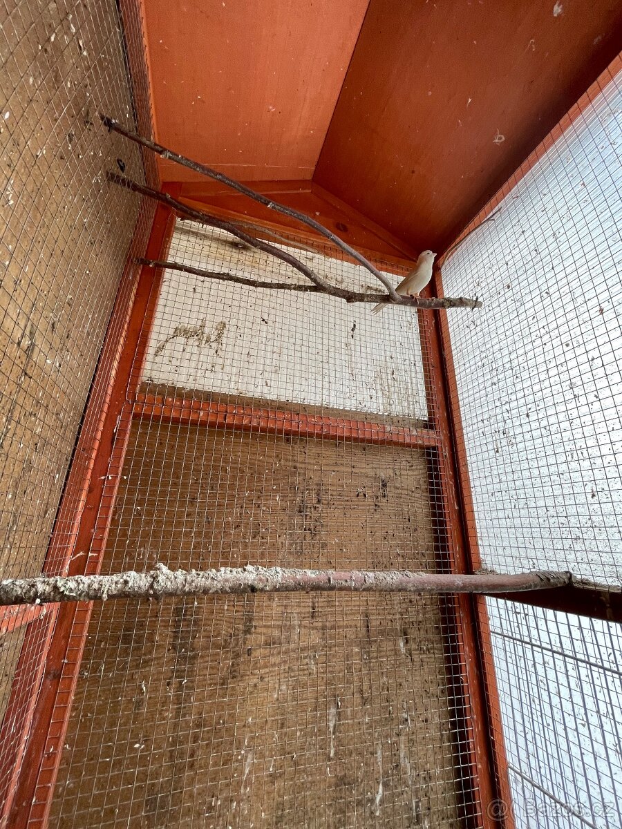 Kanar bílý dominantní - 2