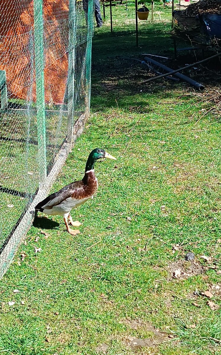 Indický běžec - 2