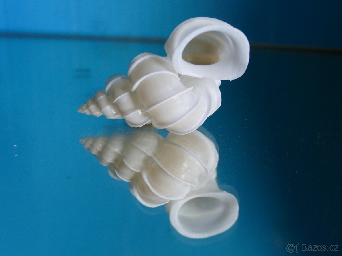 Epitonium scalara - 2