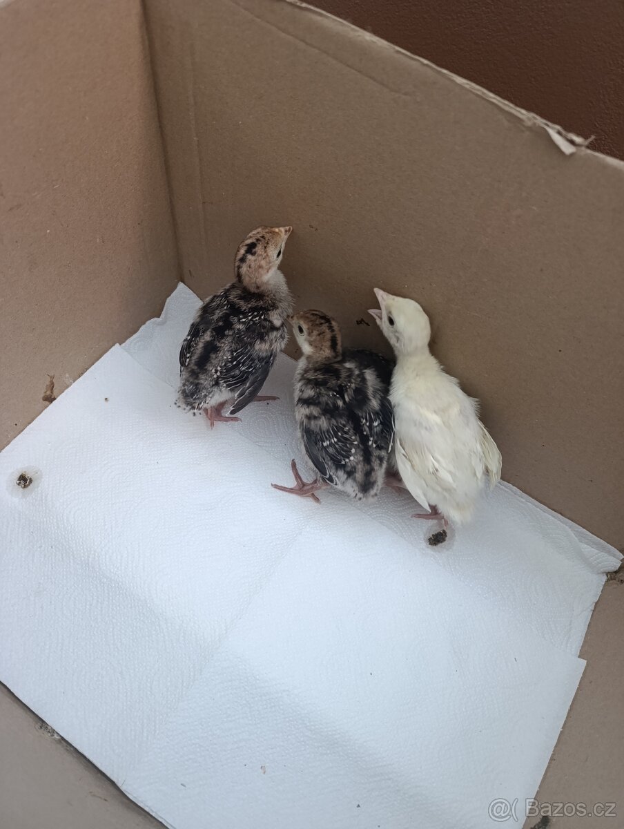 Krůťata - 2