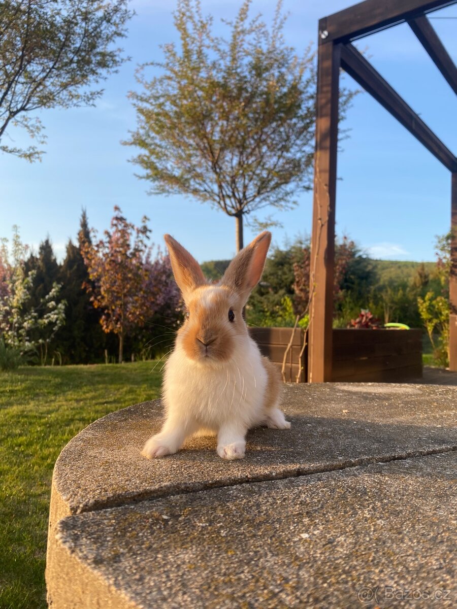Zakrslý králík - 2
