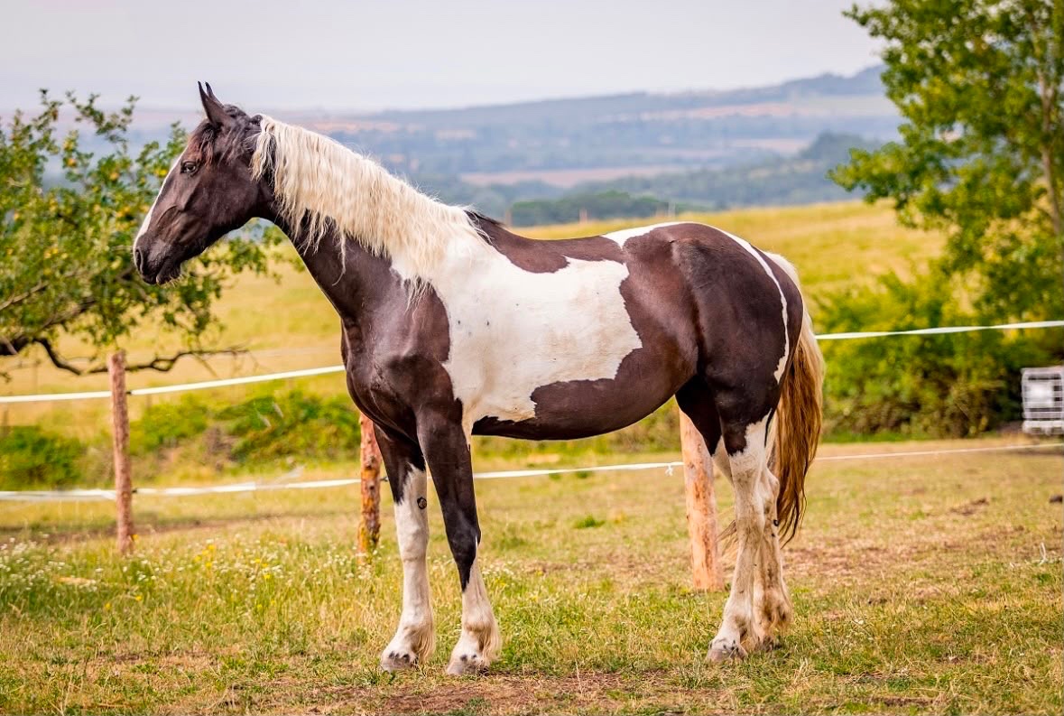 Barock Pinto klisna 2023 - 2