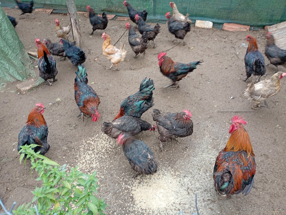 Nasadova vejce marans Brno - 2