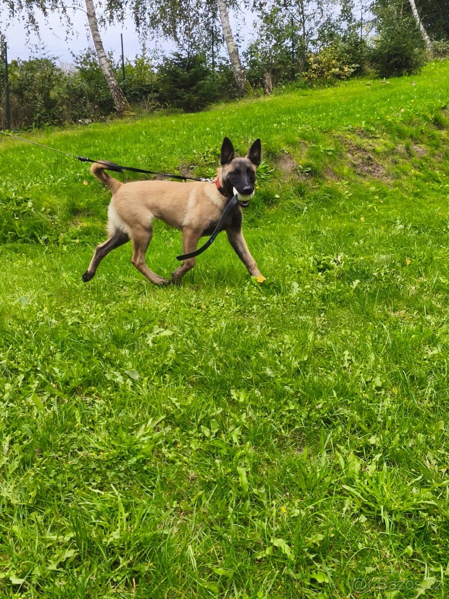 Malinois fena s PP - 2