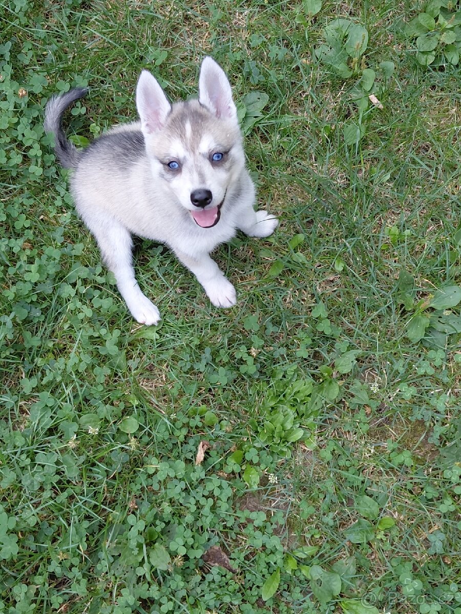 Alaskan klee kai - 2
